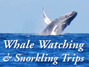 Whale Watching Excursions and Snorkling Trips